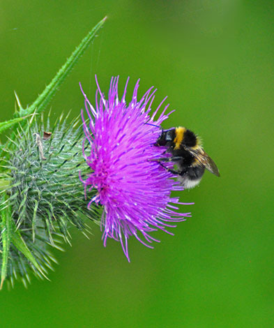 Bumble-bee-n-scotch-thistle