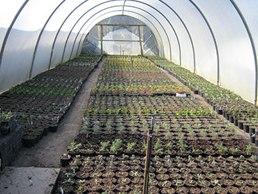 Nursery2